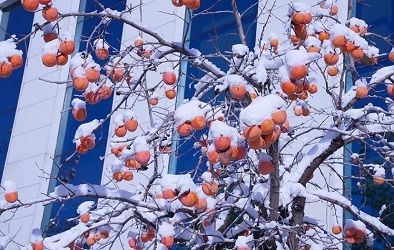 O inverno de Shinmade não é muito frio
